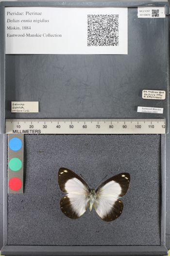 Media type: image;   Entomology 139879